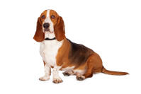 Basset hound