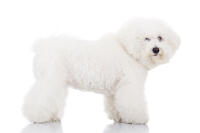 Bichon à poil frisé