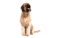 Briard