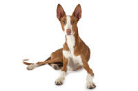 Podenco d'Ibiza