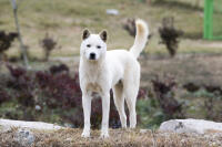 Jindo coréen