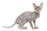 Donskoy - Don Sphynx