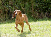 Chien courant italien à poil ras