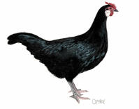 Poule de Hambourg