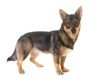 Vallhund suédois