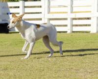 Chien de Canaan