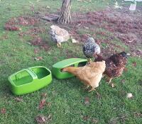 Poulets mangeant dans la manGeoire