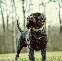 Chien d'eau américain