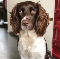 Rotule, English Springer Spaniel de 2 ans !