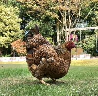 Poulet dans le jardin