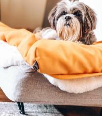 Chien sur Topology lit pour chien avec sac de haricots surélevé