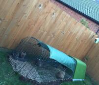 Le sanctuaire des lapins, où vivent papa et maman - daisy et arnie et leur fils budgie 