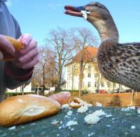 Un canard nourri au pain par ses propriétaires
