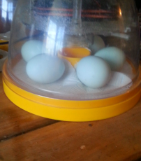 mes œufs à la crème dans mon mini incubateur écologique brinsea
