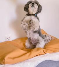 Chien sur deux pattes sur Topology lit pour chien avec topper bean bag