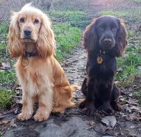 Deux chiens cockerspaniel anglais