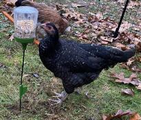 Poule qui picore Omlet jouet à picorer