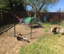 Un chat qui observe les poulets dans leur enclos