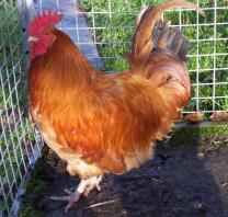 Mon coq