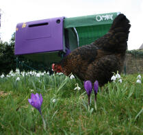 Poulets dans un jardin avec Eglu violet Cube poulailler en arrière-plan avec un parcours et une couverture d'ombrage