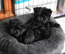 Deux petits chiens noirs sur un lit en forme de beignet