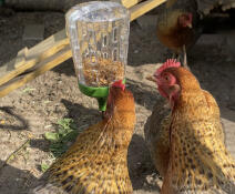 Deux poulets qui mangent sur le site Omlet jouet à picorer.