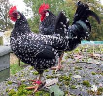 Une de mes nombreuses poules ancona