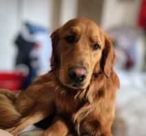 C'est mon adorable boomer floofy. c'est vraiment le chiot le plus adorable qui soit !!! (une fois passée la phase du requin de terre !!) lol