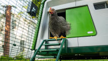 Une poule grise sortant d'un poulailler en haut d'une échelle