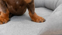 Gros plan sur les pattes d'un teckel sur un lit de chien en forme de traversin gris.