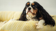 Gros plan d'un cavalier king charles spaniel sur un lit de chien en nid d'abeille imprimé pollen.