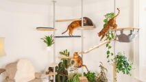 Trois chats utilisant un arbre à chat élaboré dans un salon
