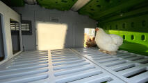 Les poulets profitent de la lumière du jour qui entre dans le Eglu pro avec le panneau Lux 
