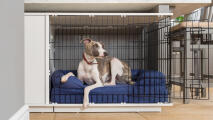 Chien assis sur un traversin bleu à l'intérieur de Fido Studio cage pour chien.