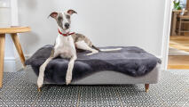 Lévrier couché sur un grand lit pour chien Topology avec surmatelas en peau de mouton grise