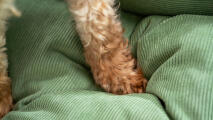 Détail des lits pour chiens en velours côtelé durable par Omlet