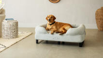 Labrador se relaxant sur un lit pour chien à traversin avec des pieds en métal noir et une couverture en velours côtelé.