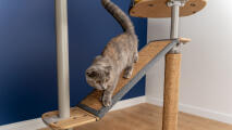 Chat gris descendant une rampe en sisal sur un arbre à chat Freestyle 