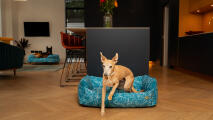 Whippet sautant d'un lit aux couleurs vives dans une cuisine design