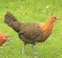 poule campine dorée à 14 semaines