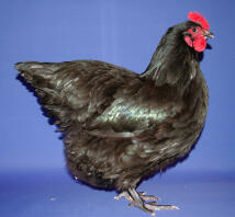 Poulette australorp