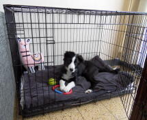 Cage Fido Classic 36