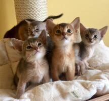 Un groupe de chatons orange, bruns et blancs, assis à l'intérieur, regardant vers le haut.