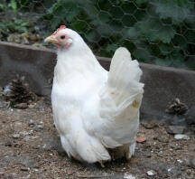 Poulet bantam à la japonaise