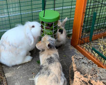 Lapins mangeant sur Omlet lapin Caddi support pour friandises