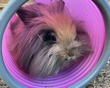 Crumble profite de son tunnel de jeu