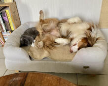 Super cosy dans son lit 