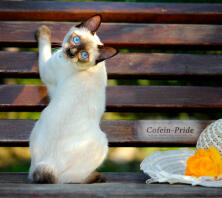 Bobtail du Mékong, femelle Olessia de Cofein-Pride, chatterie Cofein Pride, Moscou, Russie