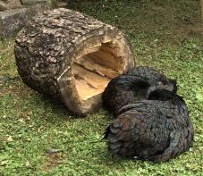 Poulets dans le jardin