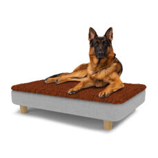 Chien assis sur un grand lit pour chien Topology avec surmatelas en microfibre et pieds ronds en bois